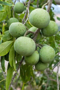 White Sapote is one of the best tropical fruits you’ve probably never tried. With flavors reminiscent of vanilla custard, peach, and banana pudding, this fast-growing fruit tree is a must-have for tropical fruit lovers and collectors alike. Available now at Exotic Plant Nursery