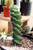 Spiral Cactus (Cereus forbesii Spiralis), also called the Tornado Cactus—an exotic, rare plant with stunning corkscrew growth, available at Exotic Plant Nursery.