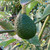 Grow your own Hass Avocado with seeds from Exotic Plant Nursery