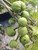 White Sapote is one of the best tropical fruits you’ve probably never tried. With flavors reminiscent of vanilla custard, peach, and banana pudding, this fast-growing fruit tree is a must-have for tropical fruit lovers and collectors alike. Available now at Exotic Plant Nursery
