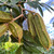 Bring the tropics to your backyard with the lush and fast-growing Ice Cream Bean tree — a beautiful shade tree that produces sweet, vanilla-flavored fruit pods! Available now at Exotic Plant Nursery.
