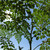 Moringa: the miracle tree that feeds, heals, and grows fast. Now available at Exotic Plant Nursery—your superfood garden starts here.