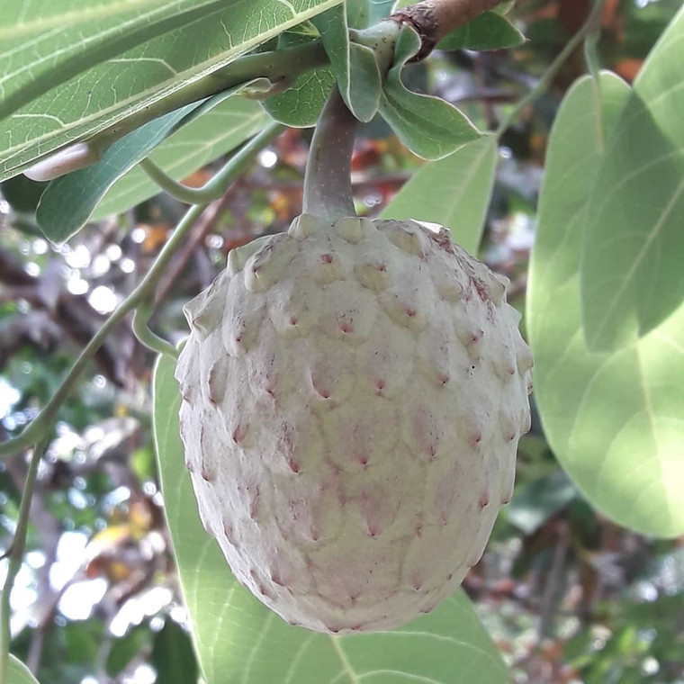 Cherimoya – The Custard Apple Delight. Grown for its creamy texture and tropical flavor, this exotic fruit is a rare gem for collectors and food lovers alike. Available now at Exotic Plant Nursery