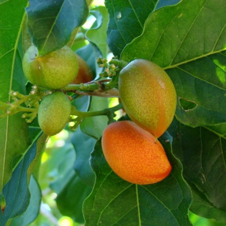 Tastes like peanut butter, looks like paradise —meet the Peanut Butter Fruit Plant! A rare tropical gem now available at Exotic Plant Nursery!