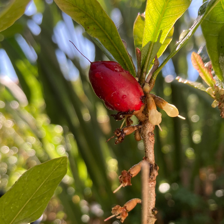 Miracle Fruit Plant – the exotic berry that makes sour foods taste sweet! | Exotic Plant Nursery