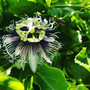 The stunning Purple Frederick Passion Fruit vine is bursting with tropical charm and sweet, aromatic fruit—available now at Exotic Plant Nursery!