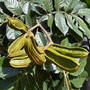 Bring the tropics to your backyard with the lush and fast-growing Ice Cream Bean tree — a beautiful shade tree that produces sweet, vanilla-flavored fruit pods! Available now at Exotic Plant Nursery.