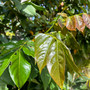 Bring the tropics to your backyard with the lush and fast-growing Ice Cream Bean tree — a beautiful shade tree that produces sweet, vanilla-flavored fruit pods! Available now at Exotic Plant Nursery.