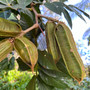 Bring the tropics to your backyard with the lush and fast-growing Ice Cream Bean tree — a beautiful shade tree that produces sweet, vanilla-flavored fruit pods! Available now at Exotic Plant Nursery.