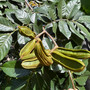 Bring the tropics to your backyard with the lush and fast-growing Ice Cream Bean tree — a beautiful shade tree that produces sweet, vanilla-flavored fruit pods! Available now at Exotic Plant Nursery.