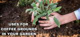 Using Coffee Grounds in Your Garden