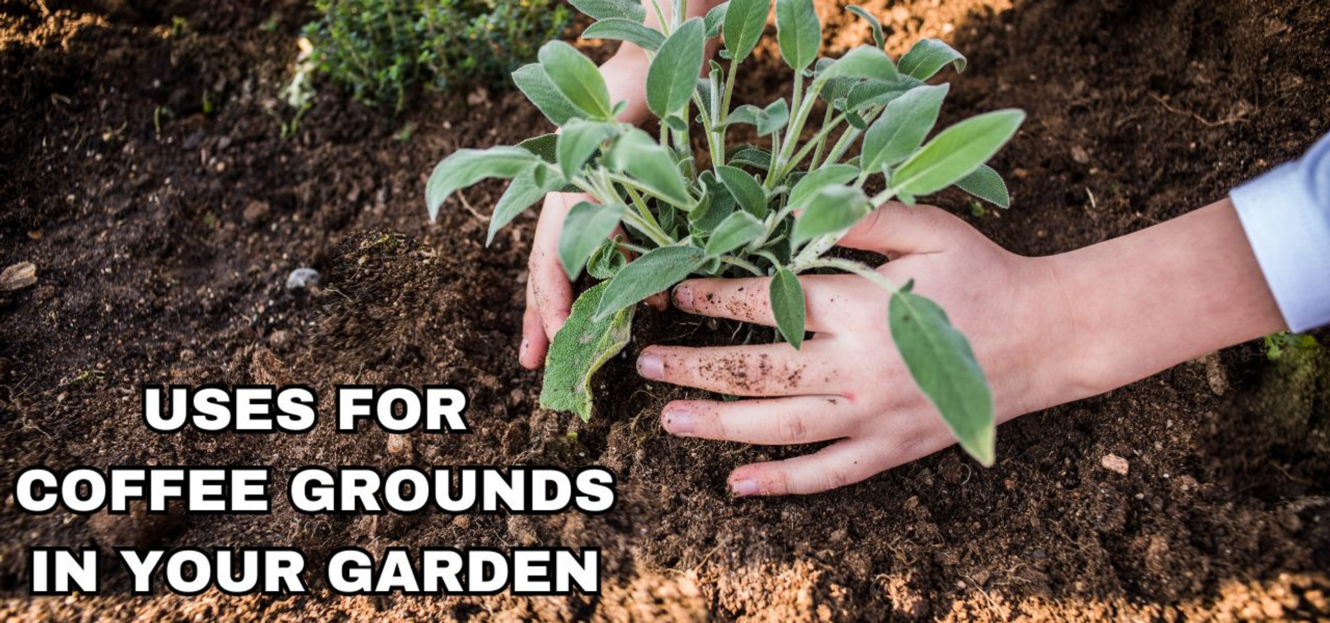 Using Coffee Grounds in Your Garden thumbnail image