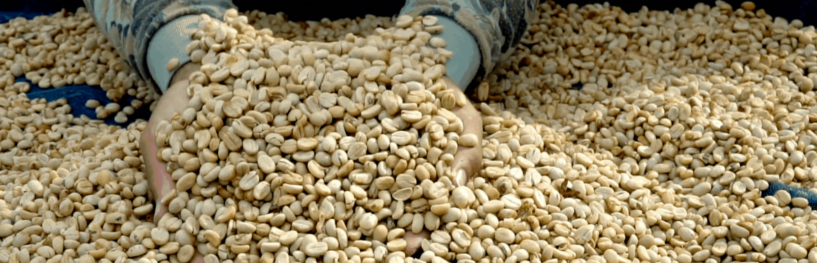 How Coffee Beans Absorb Flavors thumbnail image