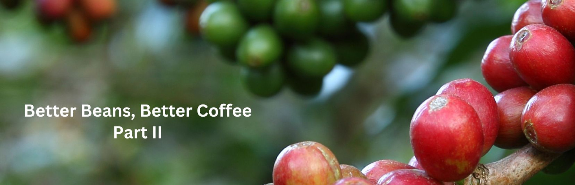 Better Beans, Better Coffee Part II thumbnail image
