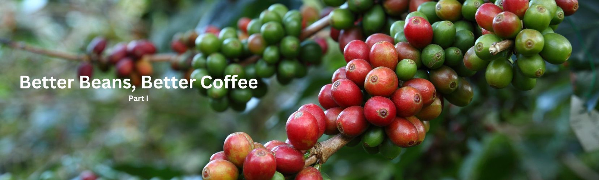 Better Beans, Better Coffee: Part I thumbnail image