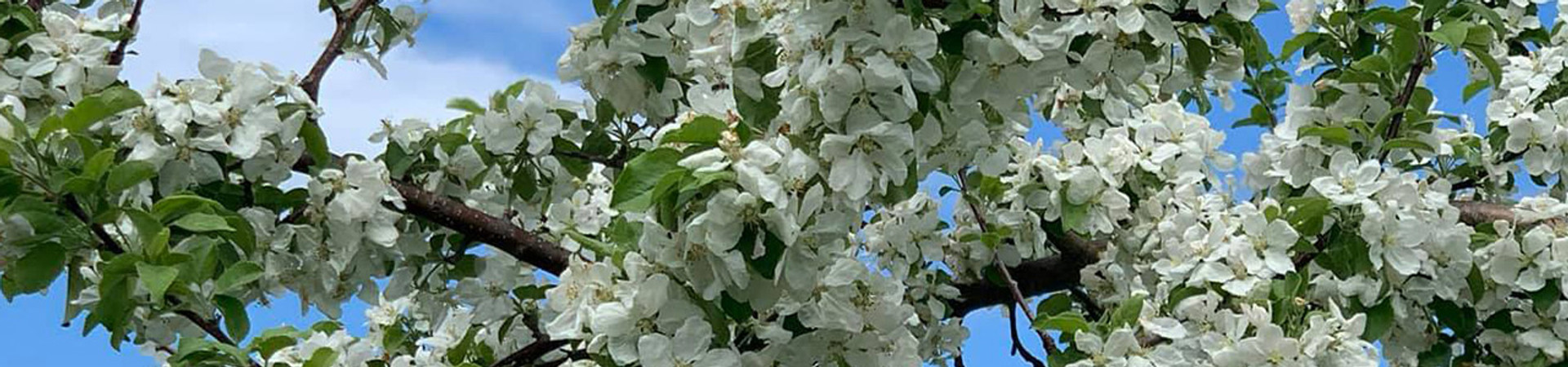 All Things Cherry! thumbnail image