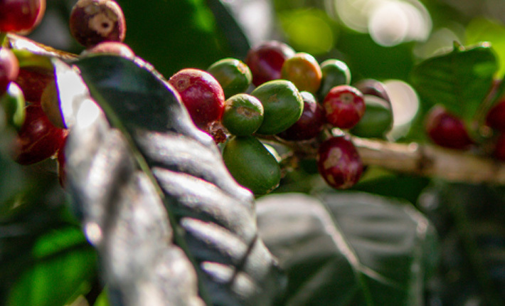 coffee berries on a branch