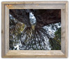 Sequoia Print (11 x 8)