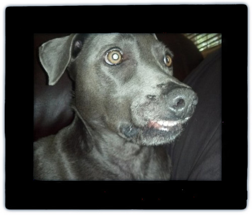 Derp Dog Print (8 x 5)