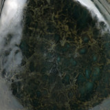 EV21803-03#14" Ramada Large Portugal Vase