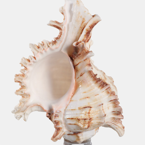 22595-01#8x2" Shell On Crystal Base, Ivory/ Clear