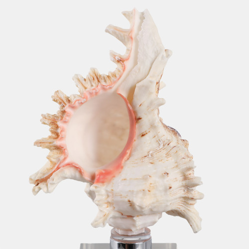 22595-02#10x2" Shell On Crystal Base, Ivory/ Clear