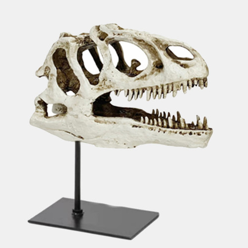 23680-02#12x10" Dinosaur Skull On Stand, White