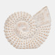16883#Resin, 7"h Shell Table Accent, White