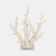 20439-02#14" Branching Coral On Glass Base, White