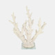 20439-02#14" Branching Coral On Glass Base, White