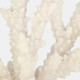 20439-02#14" Branching Coral On Glass Base, White