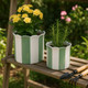 21607-02#S/2 6/8" Striped Scallop Edge Planters, Wht/grn