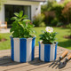 21607-03#S/2 6/8" Striped Scallop Edge Planters, White/blue