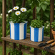 21607-03#S/2 6/8" Striped Scallop Edge Planters, White/blue