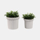 21666-01#S/2 6/8" Fluted Planters, Ivory