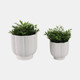 21668-02#S/2 6/8" Scallop Shaped Planters, White