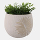 21861-02#8" Pampas On Rounded Planter, Ivory