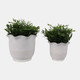 22203-01#S/2 6/8" Fluted Planters, Ivory