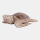23187#12x8" Alibizia Wood Turtle, Natural