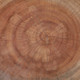 23271#19x15" Tree Trunk Side Table, Natural