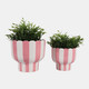 23415-01#S/2 6/8" Striped Pedestal Planter, Pink/white