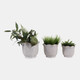23613-01#S/3 8/9/11" Wildflower Ruffle Edge Planters, Ivory