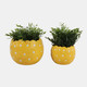23617-02#S/2 6/8" Daisy Planters, Yellow