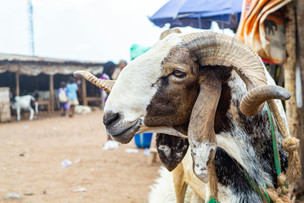 Qurbani Rules Explained: A Simple Sunni Guide for Every Muslim