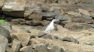 Khadijah bint Khuwaylid: The Woman Who Believed