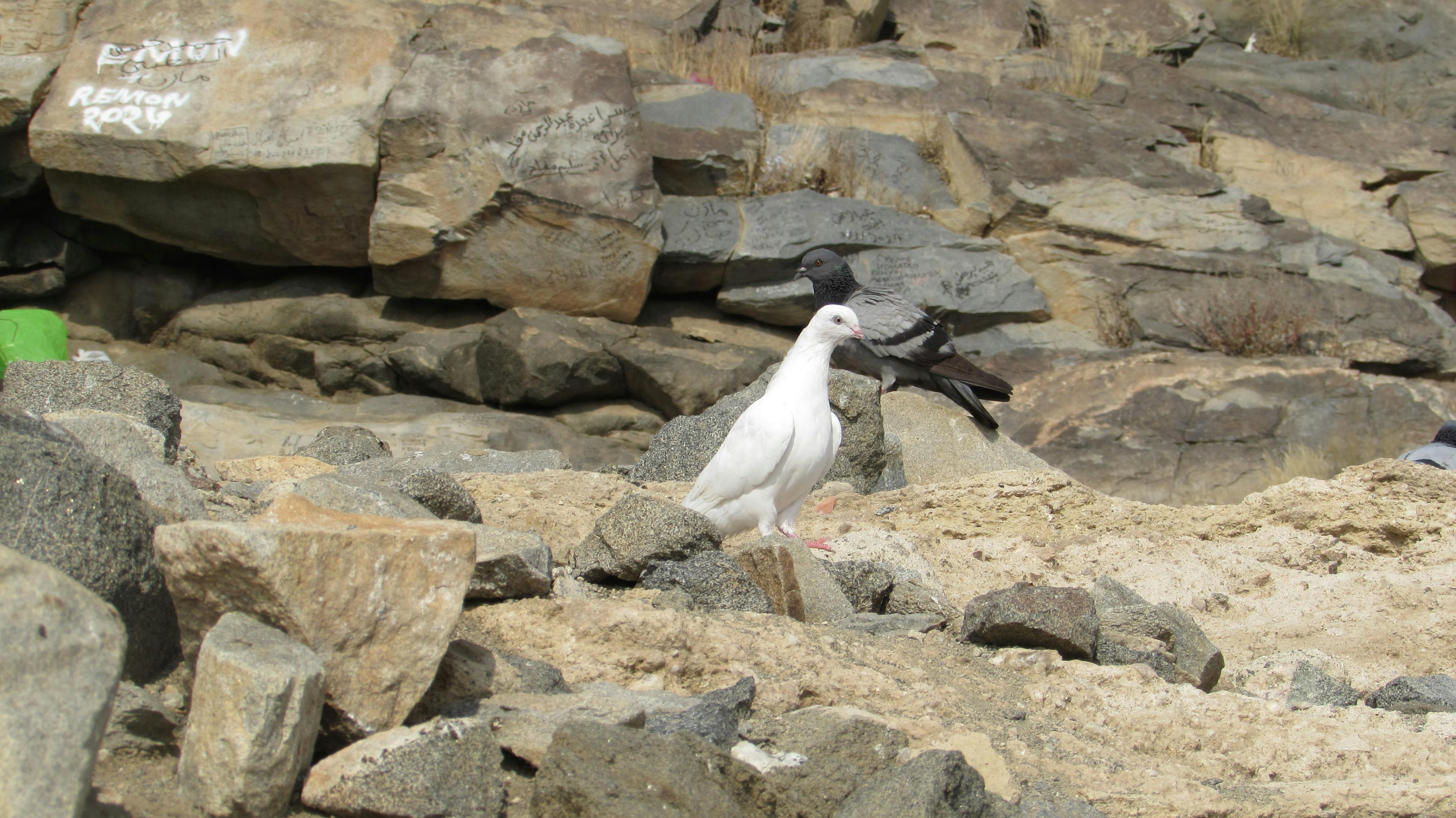 Khadijah bint Khuwaylid: The Woman Who Believed