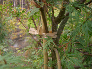 10 X 1/2'' STRETCH-TIE, TAN (4,000/CS)