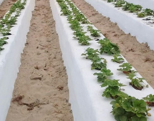 4 X 4000' 1 MIL BLACK & WHITE MULCH FILM