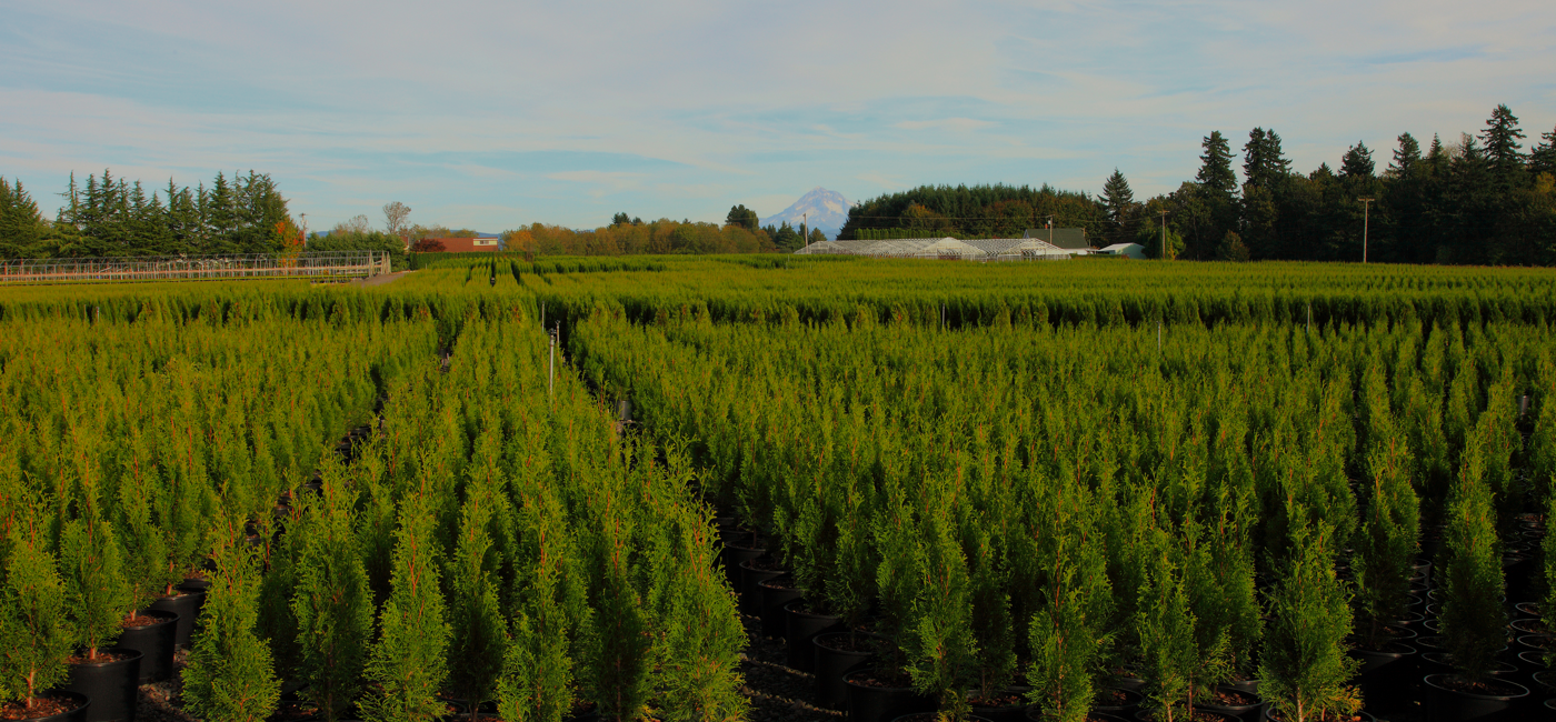 grower s nursery supply