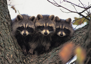Three Young Raccoons Notecard - Pack of 6